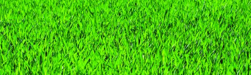 grass2